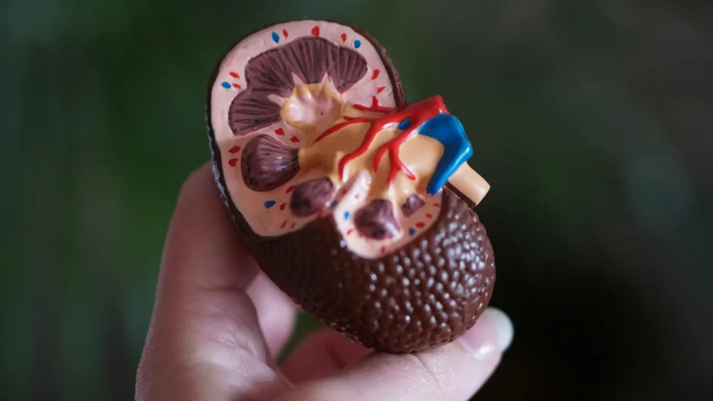 A hand holding a model of a kidney.